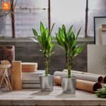 گلدان IKEA - Image 2