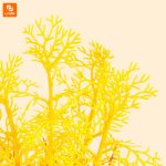 گیاه آکواریومی Descriptive Geometry - Image 5