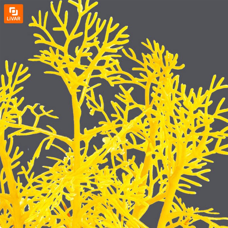 گیاه آکواریومی Descriptive Geometry - Image 7