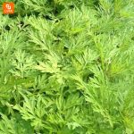 روتختی آنتی‌باکتریال COMO LIVING - Image 14
