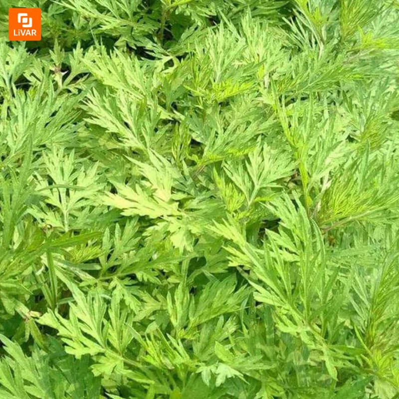 روتختی آنتی‌باکتریال COMO LIVING - Image 14
