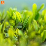 نوشیدنی چای بدون کالری - Image 14