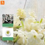 چای معطر گل یاس و ارکیده - Image 4