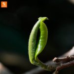 چای سبز و سیاه Mikou - Image 6