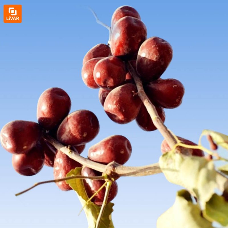 عناب و خرما خشک - Image 12