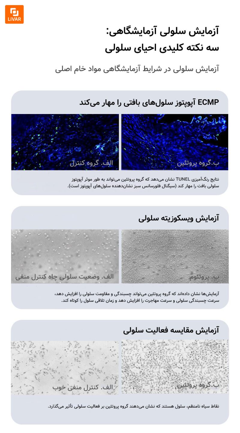 کیت تقویت‌کننده مو با پروتئین کلاژن Hemanman - Image 20