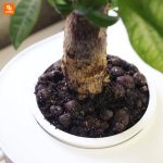 آکواریوم رومیزی - Image 13