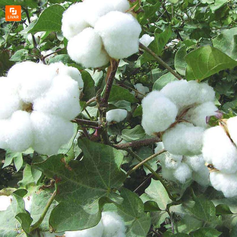 حوله مخصوص کودکان COMO LIVING - Image 10