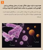 دستگاه تصفیه هوای حیوانات X3 Pet شیائومی - Image 4